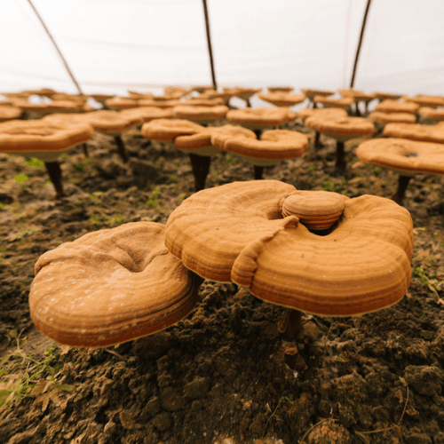 Reishi mushrooms grown in a mushroom farm