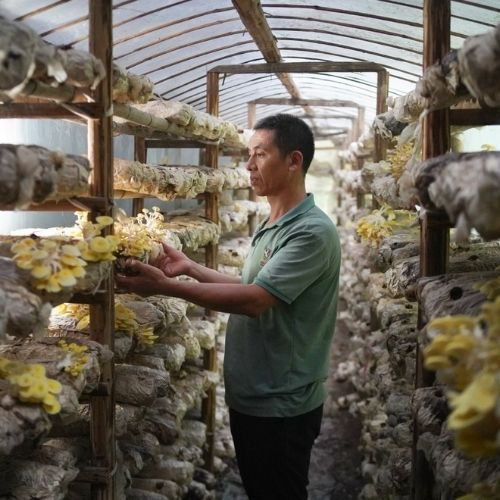 man standing inside a mushroom farm