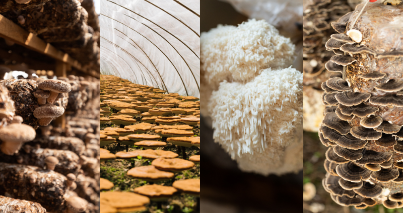 How Long Does it Take to Grow Mushrooms? A Comprehensive Guide cover