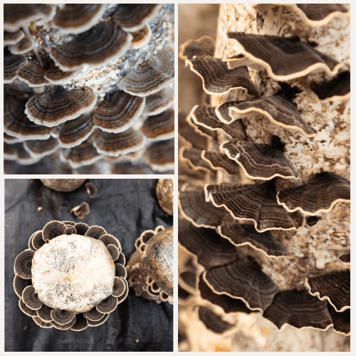 images of turkey tail