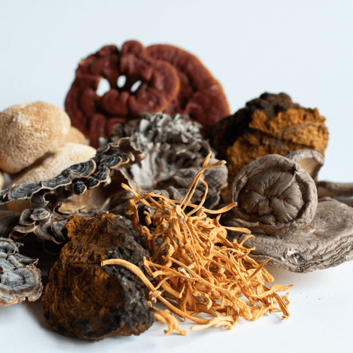 chaga among other nutrient-rich functional mushrooms