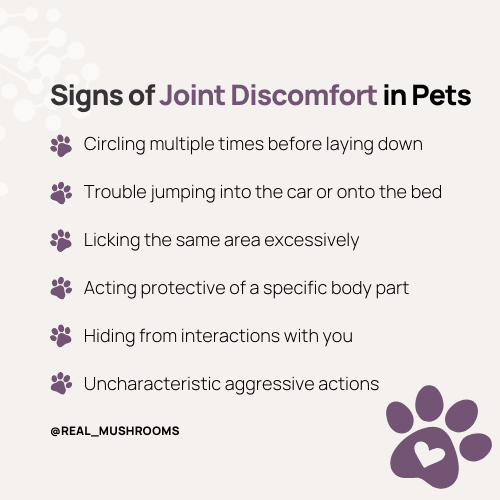 signs of joint discomfort for dogs and cats