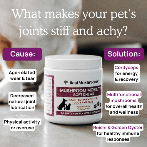 image of mushroom mobility soft chews with text on what makes pet's joints stiff and achy