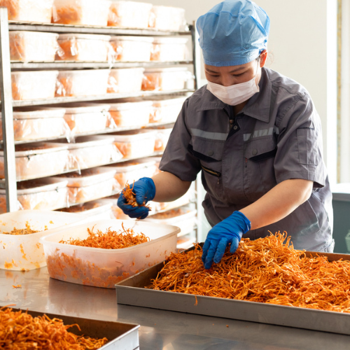 woman wearing face mask and gloves holding cordyceps mushrooms