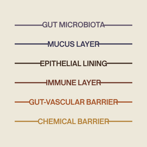 list of 6 layers of gastrointestinal tract